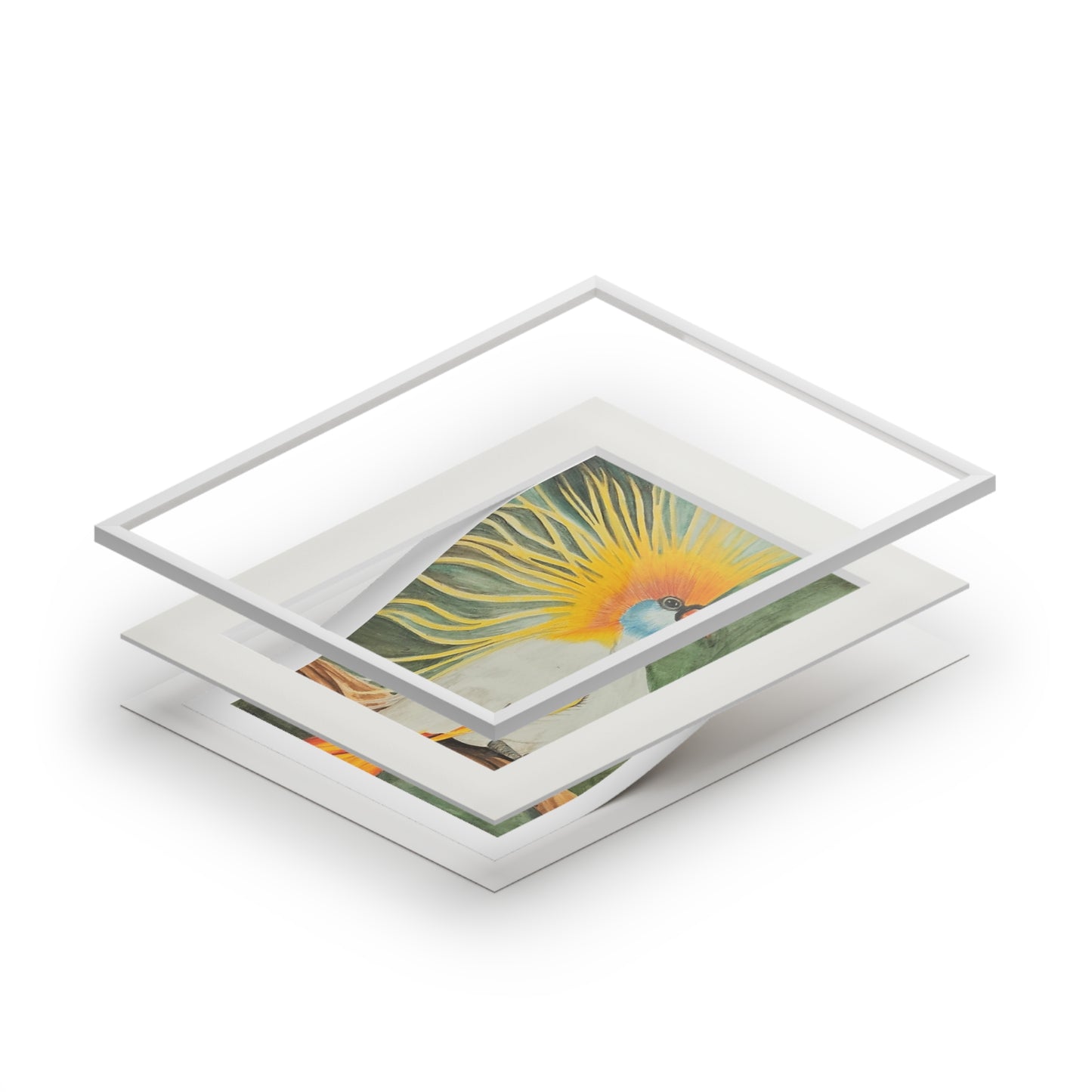 Bird of Paridise-Fine Art Prints - Colored Pencil Bird Print